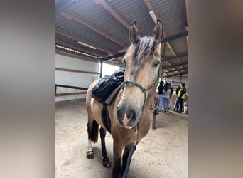 Cruzado, Caballo castrado, 4 años, 166 cm, Buckskin/Bayo