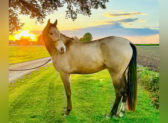 Cruzado, Caballo castrado, 4 años, 166 cm, Buckskin/Bayo