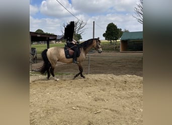 Cruzado, Caballo castrado, 4 años, 166 cm, Buckskin/Bayo