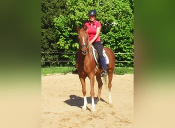 Cruzado, Caballo castrado, 5 años, 146 cm, Alazán