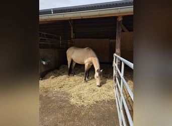 Cruzado, Caballo castrado, 5 años, 150 cm, Bayo