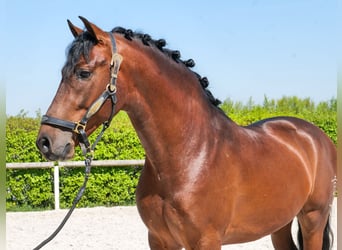 Cruzado, Caballo castrado, 5 años, 150 cm, Castaño