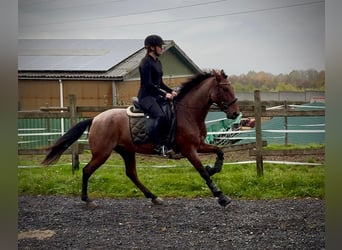 Cruzado, Caballo castrado, 5 años, 150 cm, Ruano alazán
