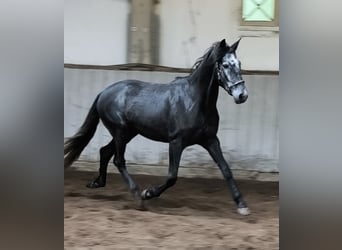 Cruzado Mestizo, Caballo castrado, 5 años, 154 cm, Tordillo negro