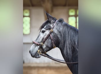 Cruzado Mestizo, Caballo castrado, 5 años, 154 cm, Tordillo negro