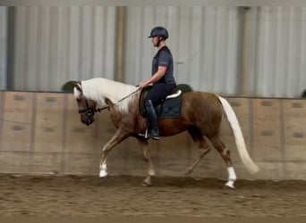 Cruzado, Caballo castrado, 5 años, 157 cm, Palomino