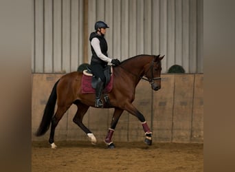 Cruzado, Caballo castrado, 5 años, 158 cm, Castaño