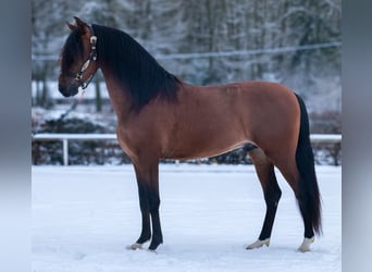 Cruzado, Caballo castrado, 5 años, 158 cm, Castaño