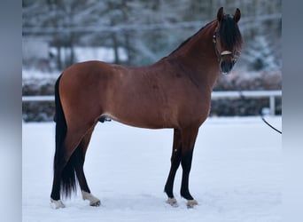 Cruzado, Caballo castrado, 5 años, 158 cm, Castaño