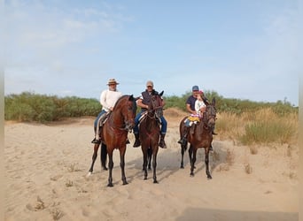 Cruzado, Caballo castrado, 5 años, 162 cm, Castaño claro