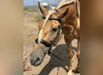 Cruzado, Caballo castrado, 5 años, 163 cm, Palomino