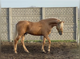 Cruzado, Caballo castrado, 5 años, 163 cm, Palomino