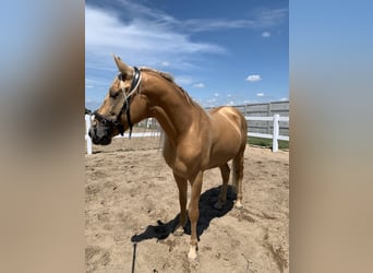 Cruzado, Caballo castrado, 5 años, 163 cm, Palomino