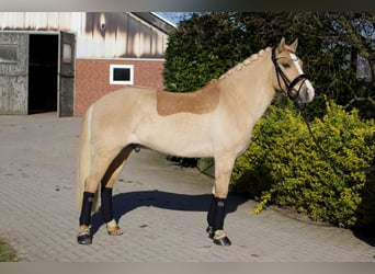 Cruzado, Caballo castrado, 6 años, 143 cm, Perla