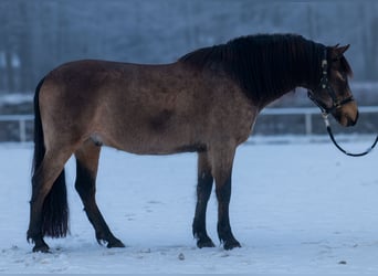 Cruzado, Caballo castrado, 6 años, 148 cm, Bayo
