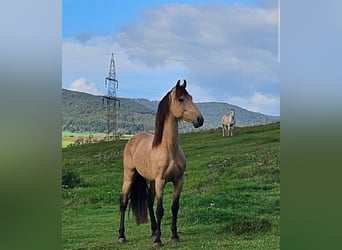 Cruzado Mestizo, Caballo castrado, 6 años, 150 cm, Buckskin/Bayo