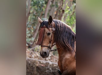 Cruzado, Caballo castrado, 6 años, 150 cm, Buckskin/Bayo