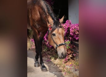 Cruzado, Caballo castrado, 6 años, 150 cm, Buckskin/Bayo