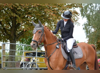 Cruzado Mestizo, Caballo castrado, 6 años, 156 cm, Alazán