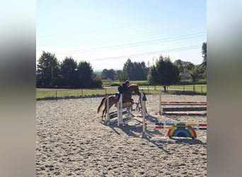 Cruzado Mestizo, Caballo castrado, 6 años, 156 cm, Alazán