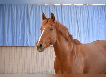 Cruzado Mestizo, Caballo castrado, 6 años, 156 cm, Alazán