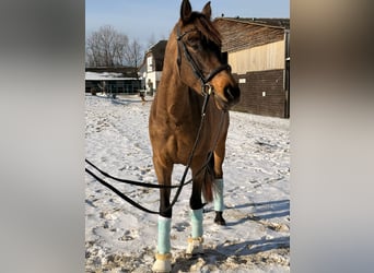 Cruzado, Caballo castrado, 6 años, 158 cm, Buckskin/Bayo
