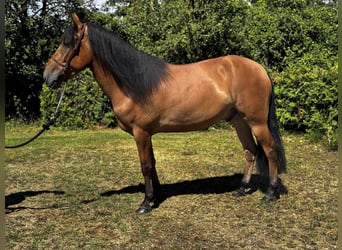 Cruzado, Caballo castrado, 6 años, 158 cm, Castaño