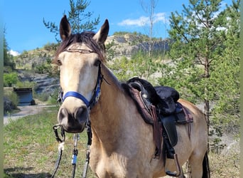Cruzado Mestizo, Caballo castrado, 6 años, 174 cm, Bayo