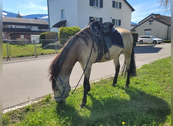 Cruzado Mestizo, Caballo castrado, 6 años, 174 cm, Bayo