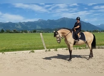Cruzado Mestizo, Caballo castrado, 6 años, 174 cm, Buckskin/Bayo