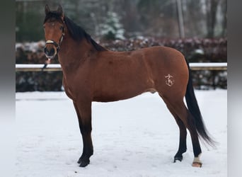Cruzado, Caballo castrado, 7 años, 160 cm, Castaño