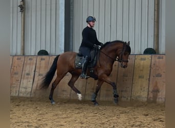 Cruzado, Caballo castrado, 7 años, 160 cm, Castaño