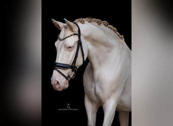 Cruzado, Caballo castrado, 7 años, 160 cm, Perlino