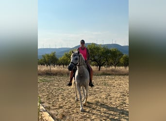Cruzado, Caballo castrado, 7 años, 160 cm, Tordo