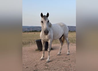 Cruzado, Caballo castrado, 7 años, 160 cm, Tordo