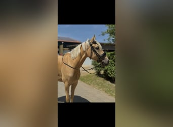 Cruzado, Caballo castrado, 7 años, 166 cm, Palomino