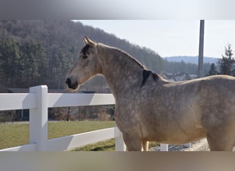 Cruzado, Caballo castrado, 7 años, 169 cm, Buckskin/Bayo