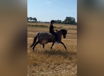 Cruzado, Caballo castrado, 8 años, 146 cm, Buckskin/Bayo