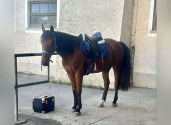 Cruzado Mestizo, Caballo castrado, 8 años, 160 cm, Castaño