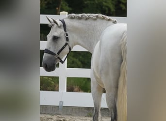 Cruzado, Caballo castrado, 8 años, 162 cm, Tordo