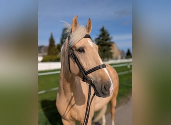 Cruzado, Caballo castrado, 8 años, 165 cm, Palomino