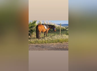 Cruzado, Caballo castrado, 9 años, 150 cm