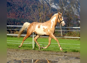 Cruzado, Caballo castrado, 9 años, 155 cm, Overo-todas las-capas