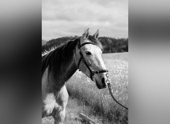 Cruzado Mestizo, Caballo castrado, 9 años, 155 cm, Tordo
