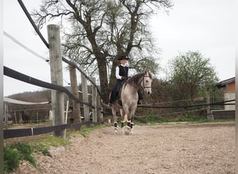 Cruzado Mestizo, Caballo castrado, 9 años, 155 cm, Tordo