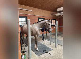 Cruzado Mestizo, Caballo castrado, 9 años, 155 cm, Tordo