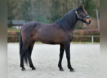 Cruzado, Caballo castrado, 9 años, 158 cm, Castaño oscuro