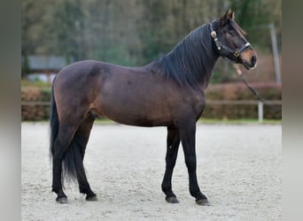 Cruzado, Caballo castrado, 9 años, 158 cm, Castaño oscuro