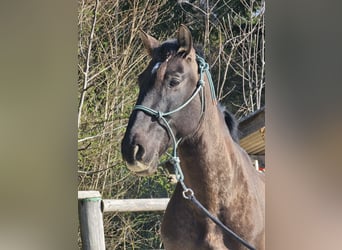 Cruzado, Caballo castrado, 9 años, 160 cm, Castaño oscuro