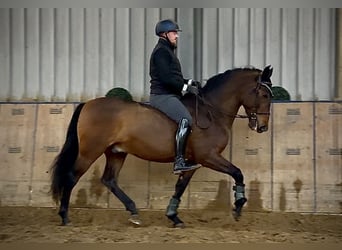 Cruzado, Caballo castrado, 9 años, 163 cm, Castaño